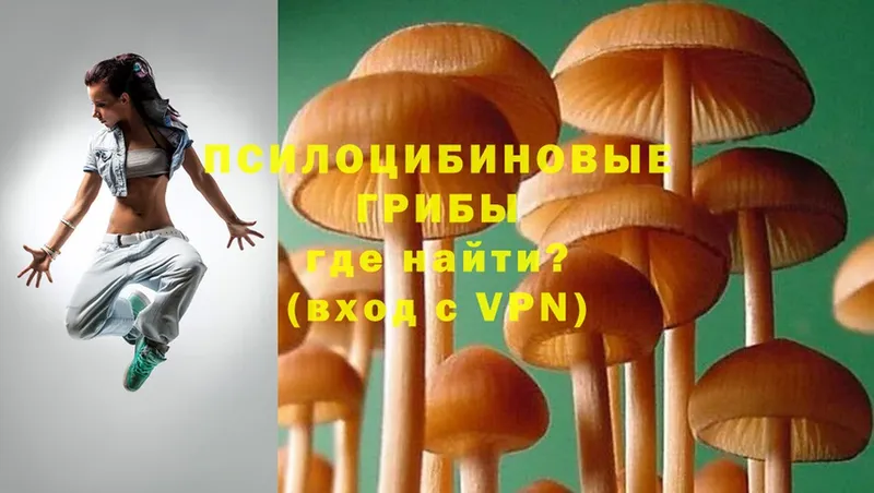 Псилоцибиновые грибы Psilocybe  Высоцк 